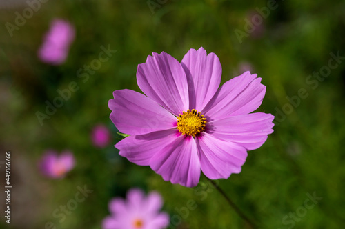Pink Cosmos flower on a green background