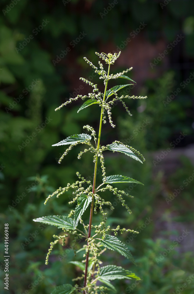 Single nettle inflorescence on a green background Single nettle inflorescence on a green background