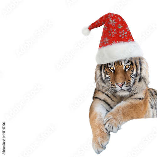tiger in santa claus cap isolated on white background © fotomaster