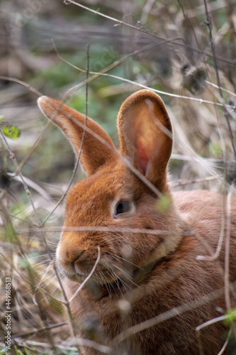 Vertical shot of a cute and fluffy bunny sitting among the tall grass photo