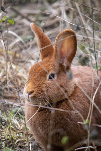 Vertical shot of a cute and fluffy bunny sitting among the tall grass photo