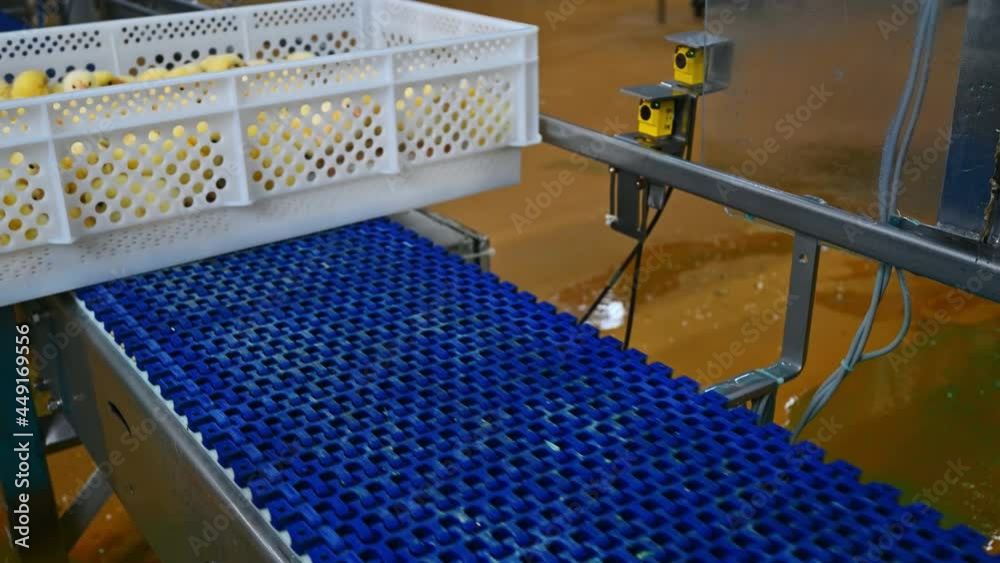 Many newborn yellow chickens in a plastic drawer on a poultry farm at the conveyer. Chicken production concept Many newborn yellow chickens in a plastic drawer on a poultry farm at the conveyer. Chicken production concept