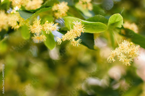 Linden tree flowers clusters (tilia cordata, europea, small-leaved lime, littleleaf linden bloom) Pharmacy, apothecary, natural medicine, healing herbal tea, aromatherapy. Spring background.