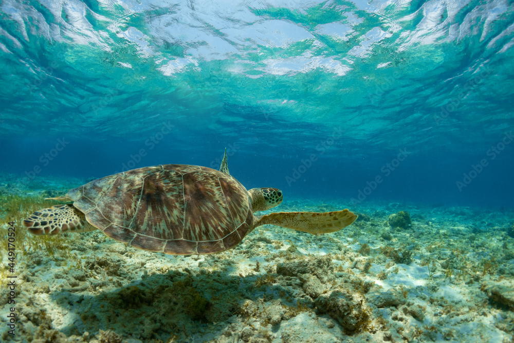 Fototapeta premium Sea turtle quietly swimming near the bottom.