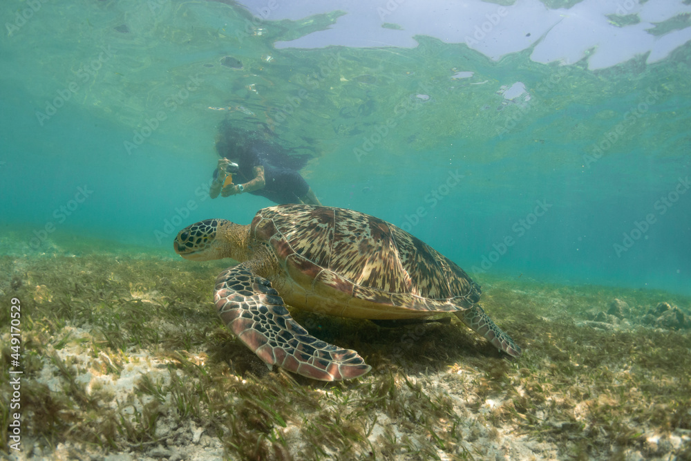 Obraz premium Green turtle and girl