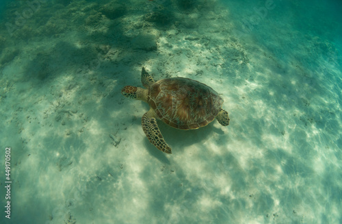 Sea turtle quietly swimming near the bottom.