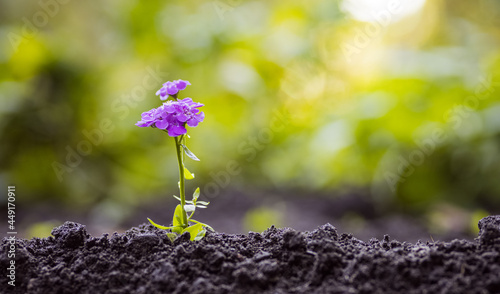 little purple flower growing in the ground. concept of earth fertility