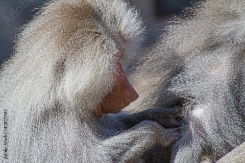 Foto Portrait of a male baboon with grey hair delousing another one