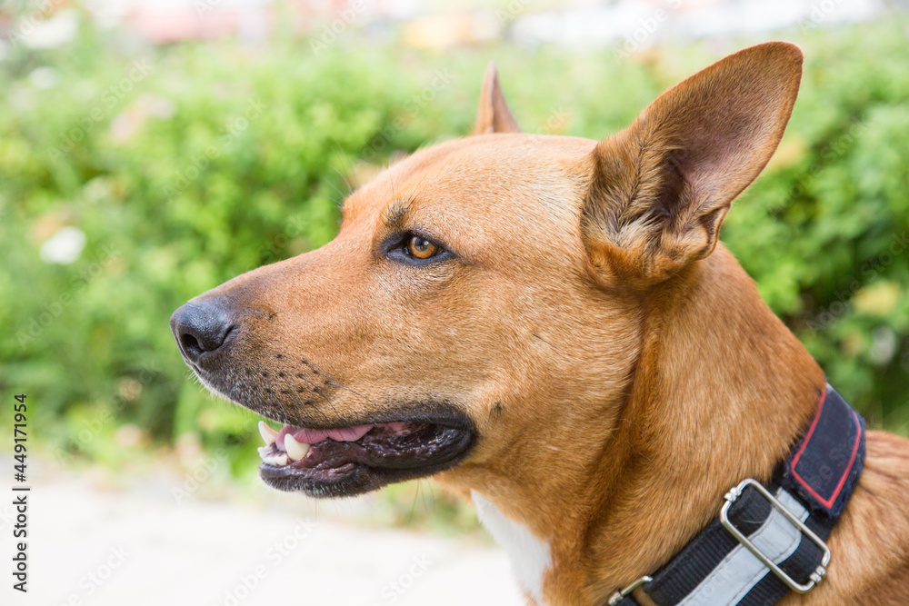 Portrait of a Dingo dog (Latin: Canis lupus dingo) in brown color with beautiful erect ears and a sharp look against the background of residential buildings. Animals dogs pets breeding.