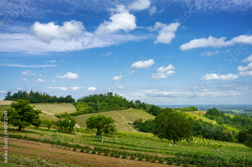 Fototapeta Naklejka Na Ścianę i Meble -  Vineyards on the Tortona hills at springtime