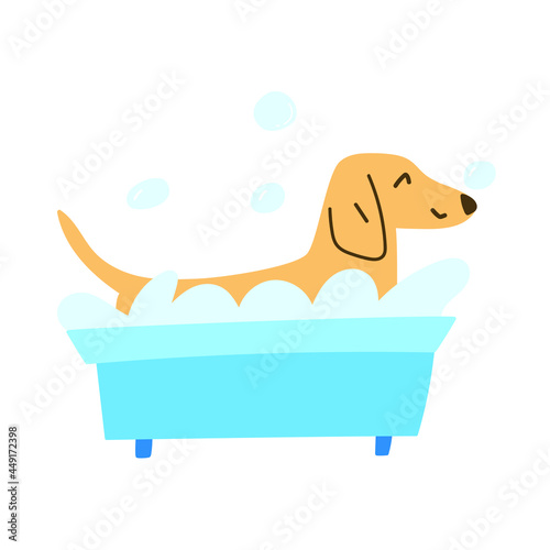 Dachshund taking a bath with bubbles. Funny illustration on white background.