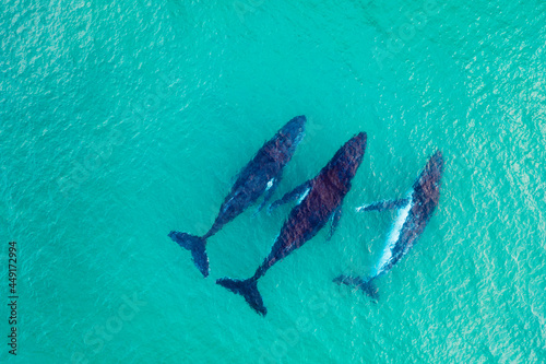 Fotografie, Obraz Humpback whales swimming in pristine shallow water