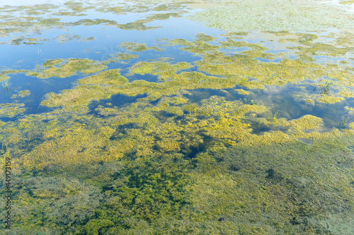 Blooming water. Algae bloom due to pollution. Water pollution protection concept