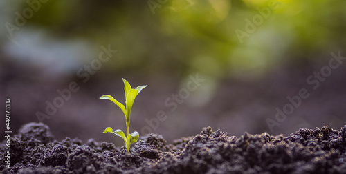 Young plant in the morning light. concept of earth fertility. birth of a plant