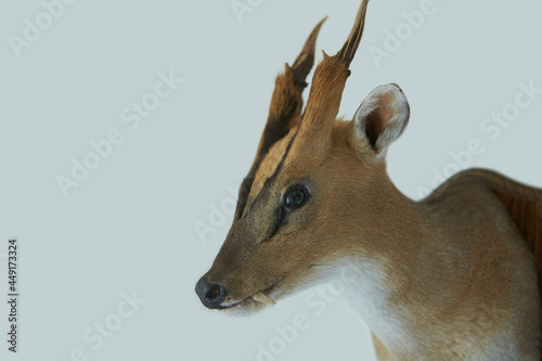 Close-up of head of Common Duiker trophy on the wall. photo