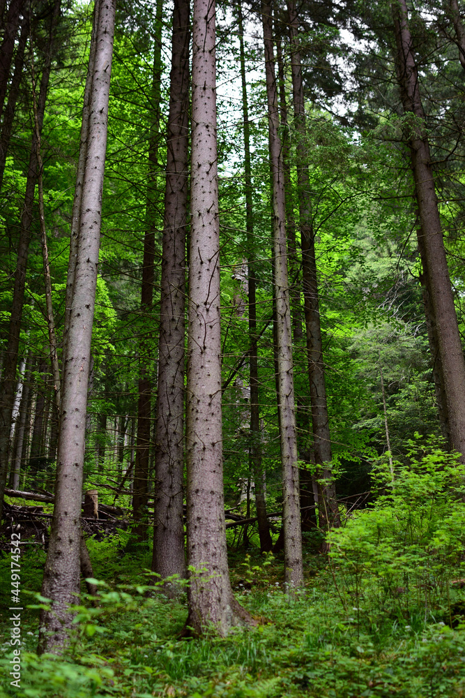 Fototapeta premium Green summer forest without people, animals and birds.