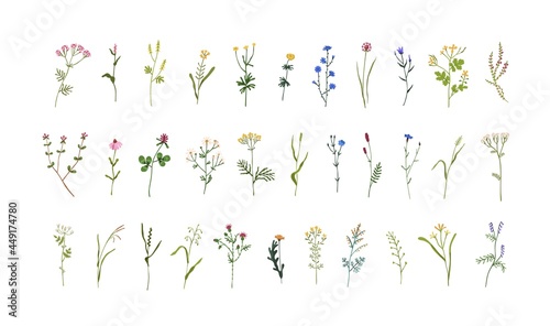 Set of field and meadow wild flowers. Botanical design elements of blooming wildflowers with leaves. Floral clip art sprigs. Decorative herb plants. Colored flat vector illustration isolated on white photo