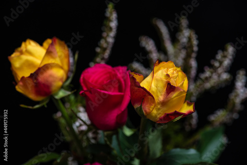 yellow rose on a black background