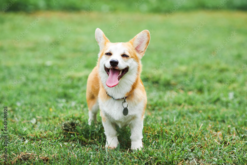 Corgi dog in the park, toys, accessories. Concept pet care, playing and training. Blurred background. Space for a text. Corgi dog in the park, toys, accessories. Concept pet care, playing and training. Blurred background. Space for a text.