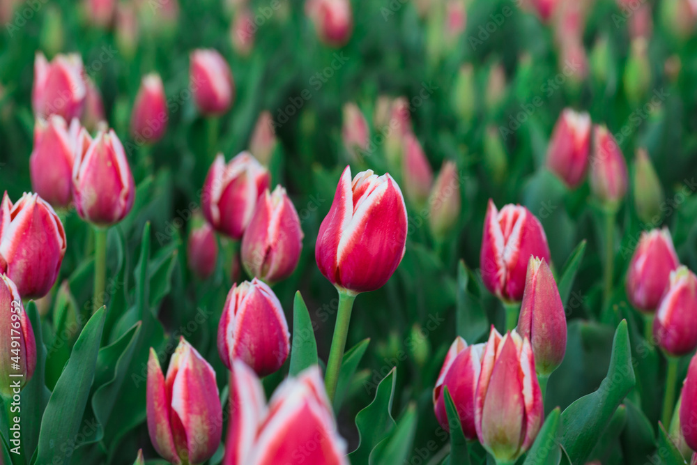 Spring background with pink tulips flowers. beautiful blossom tulips field. spring time. banner, copy space