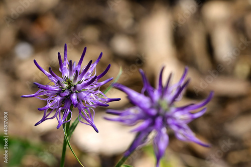 Nahaufnahme einer Blüte der Naturheilpflanze Teufelskralle