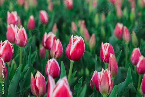 Obraz na płótnie Spring background with pink tulips flowers. beautiful blossom tulips field. spring time. banner, copy space
w salonie