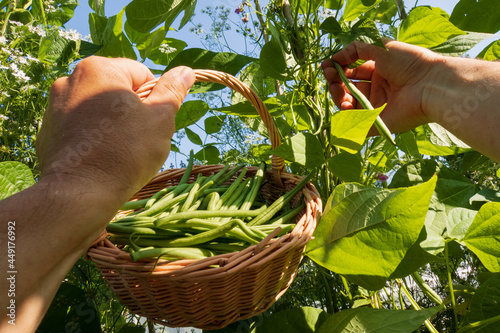 Foto Picking green beans in the garden