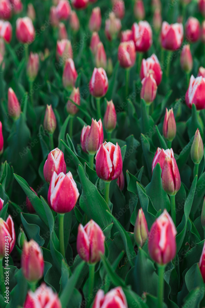 Spring background with pink tulips flowers. beautiful blossom tulips field. spring time. banner, copy space
