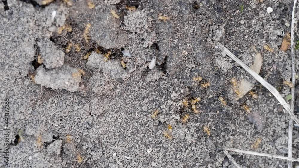 Yellow Meadow Ant Colony on Flying Ant Day Yellow Meadow Ant Colony on Flying Ant Day
