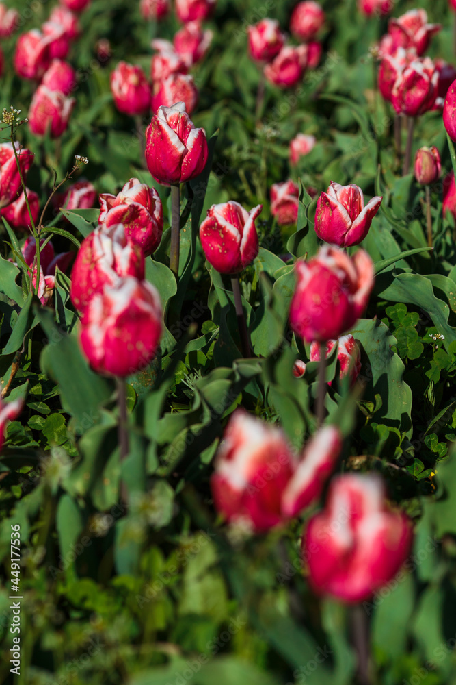 Spring background with pink tulips flowers. beautiful blossom tulips field. spring time. banner, copy space