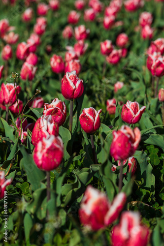 Obraz na płótnie Spring background with pink tulips flowers. beautiful blossom tulips field. spring time. banner, copy space
w salonie