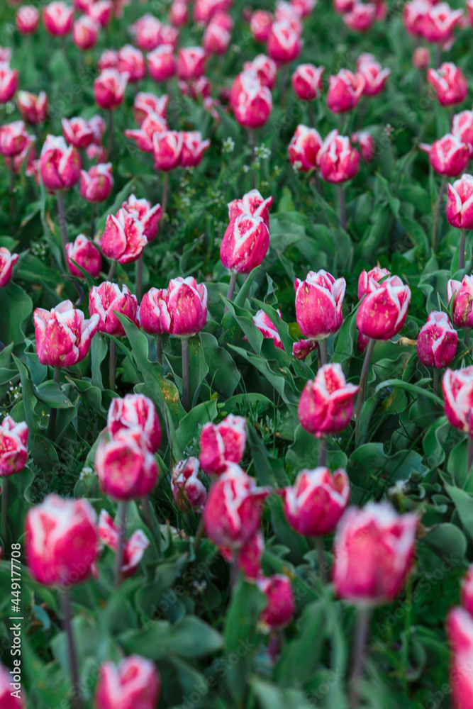 Spring background with pink tulips flowers. beautiful blossom tulips field. spring time. banner, copy space
Spring background with pink tulips flowers. beautiful blossom tulips field. spring time. banner, copy space