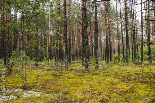 Fototapeta Naklejka Na Ścianę i Meble -  Swamp in Lithuanian forests