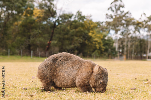 Common Wombat eating grass in a field. photo