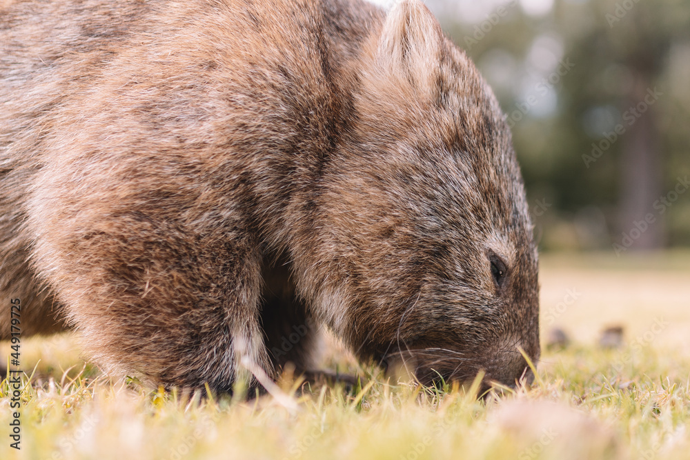 Common Wombat eating grass in a field. Common Wombat eating grass in a field.