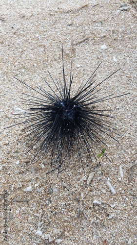 Black Diadem sea urchin (Diadema setosum) close up macro on sand beach photo