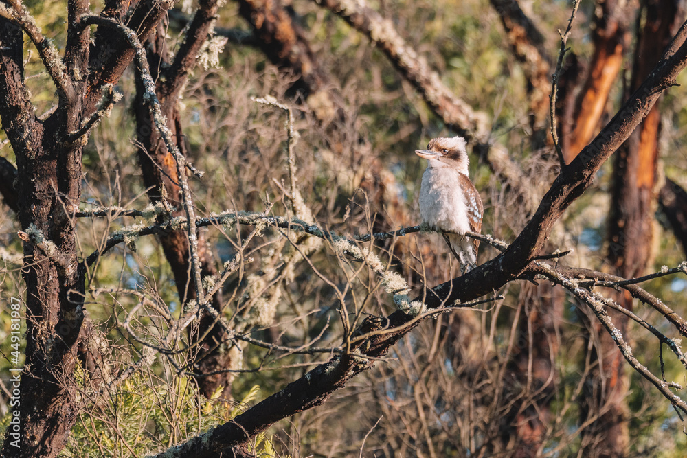 Australian bird, Laughing Kookaburra in a tree.
