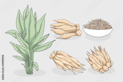 galingale or finger root illustration