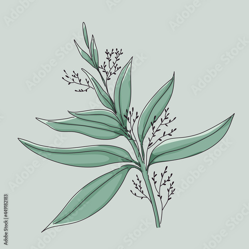 Andrographis paniculata herb illustration design of vector.