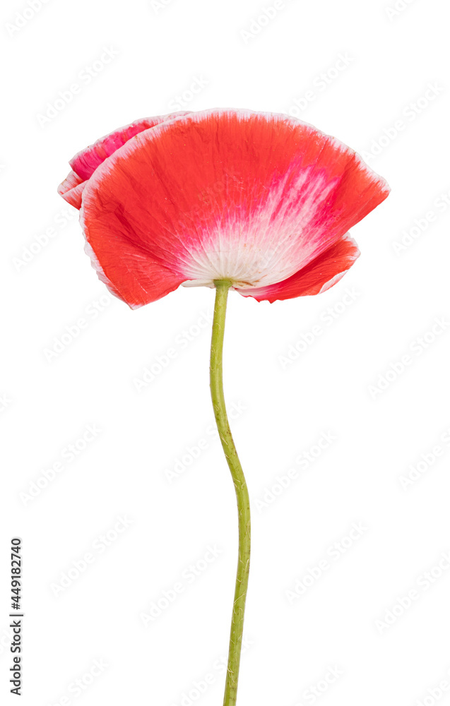 Red poppy isolated on white background