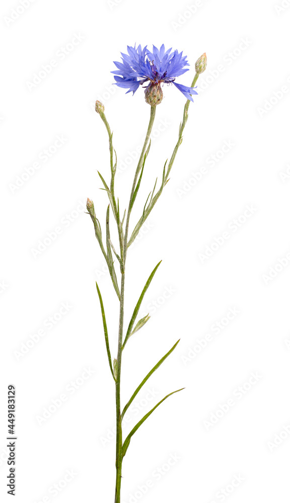 Fototapeta premium Fresh cornflower isolated on white background