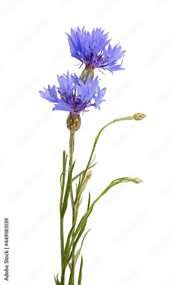 Fototapeta premium Fresh cornflower isolated on white background