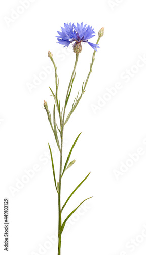 Fresh cornflower isolated on white background