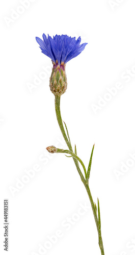 фотографія Fresh cornflower isolated on white background