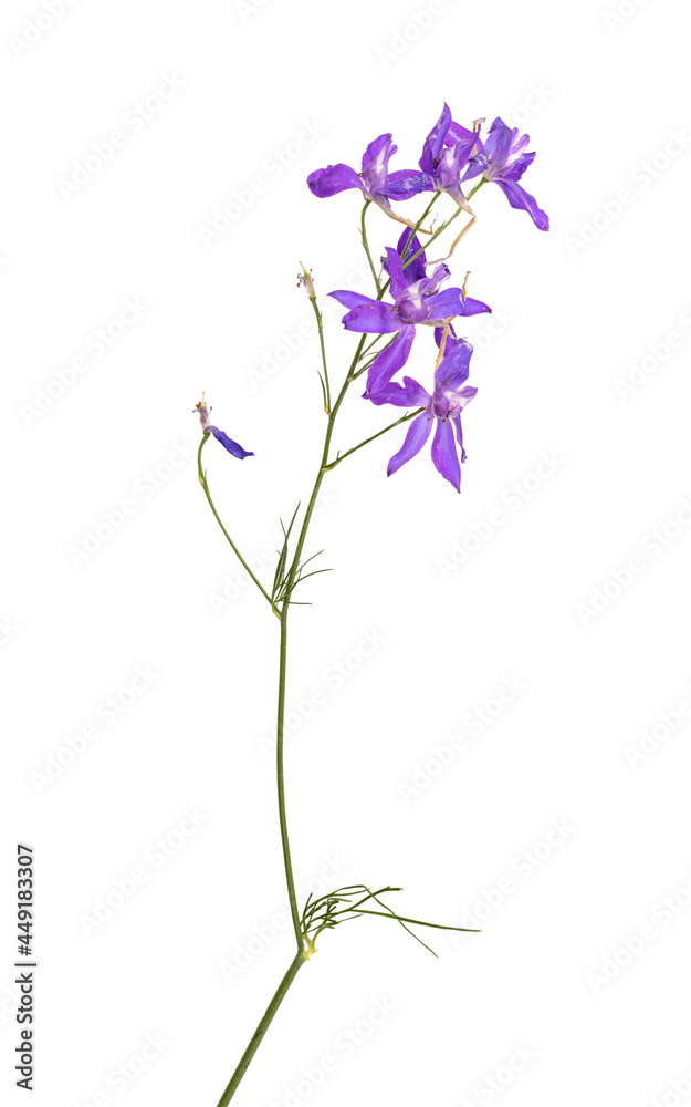 Obraz premium Consolida regalis. Blue wild flower