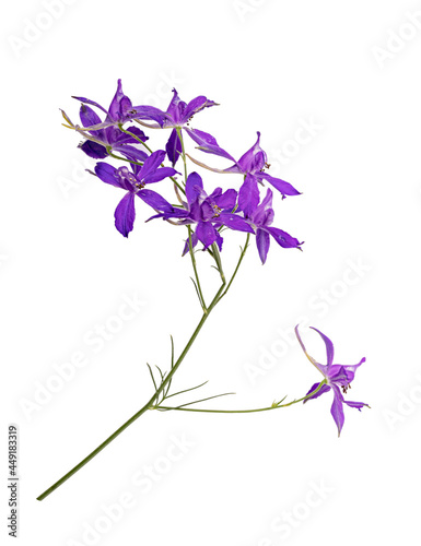Fototapeta Naklejka Na Ścianę i Meble -  Consolida regalis. Blue wild flower