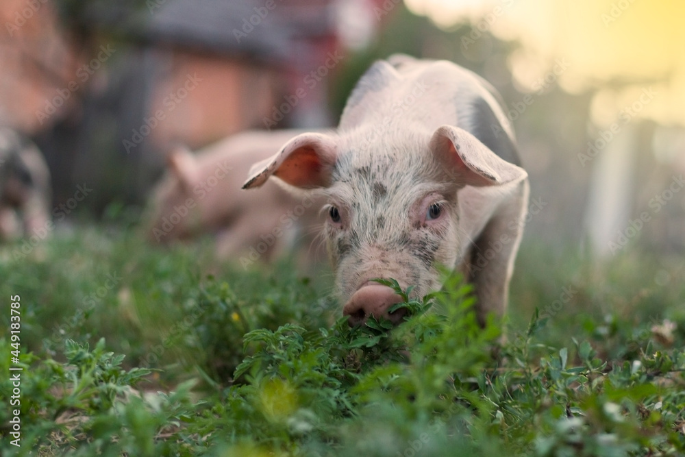 Adorable piglet on a garden lawn, running around. Lovely little pigs graze on organic farm. Copy space.. Adorable piglet on a garden lawn, running around. Lovely little pigs graze on organic farm. Copy space..