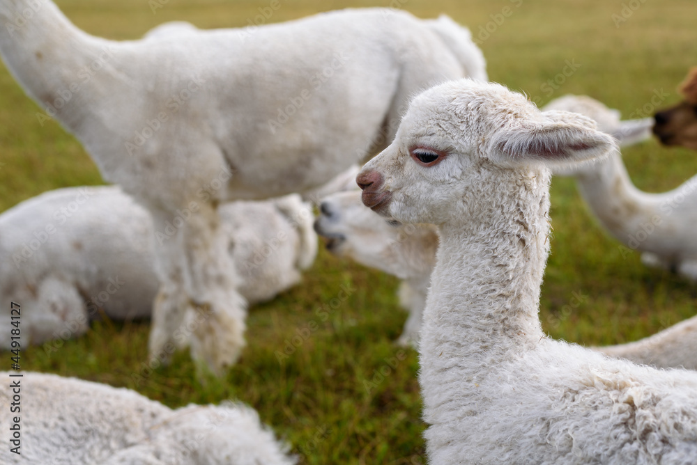 Obraz premium Shorn alpaca herd on grass field farm
