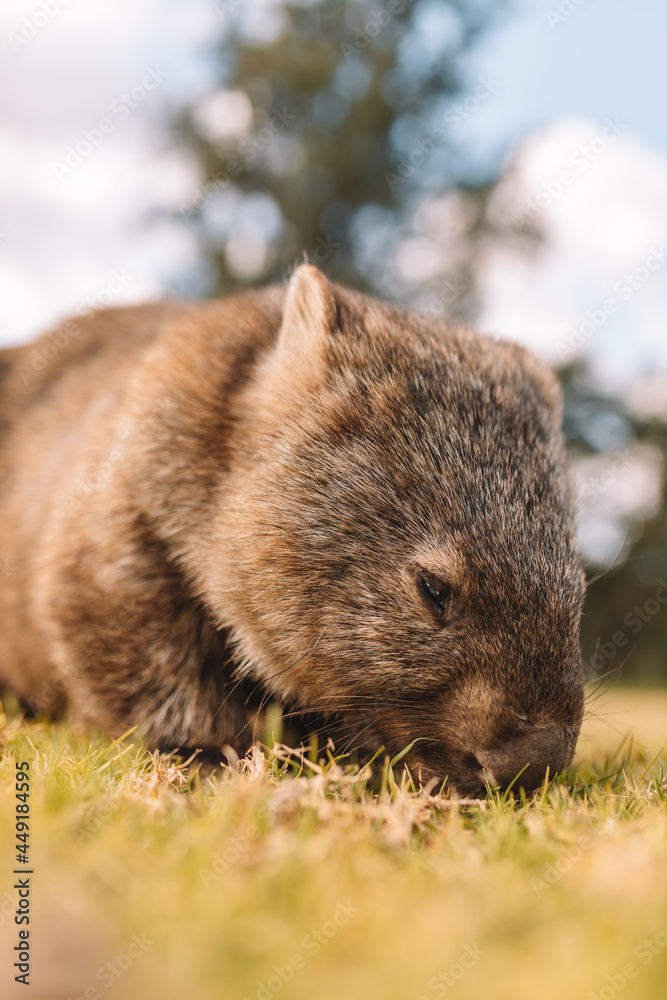 Common Wombat eating grass in a field. Common Wombat eating grass in a field.