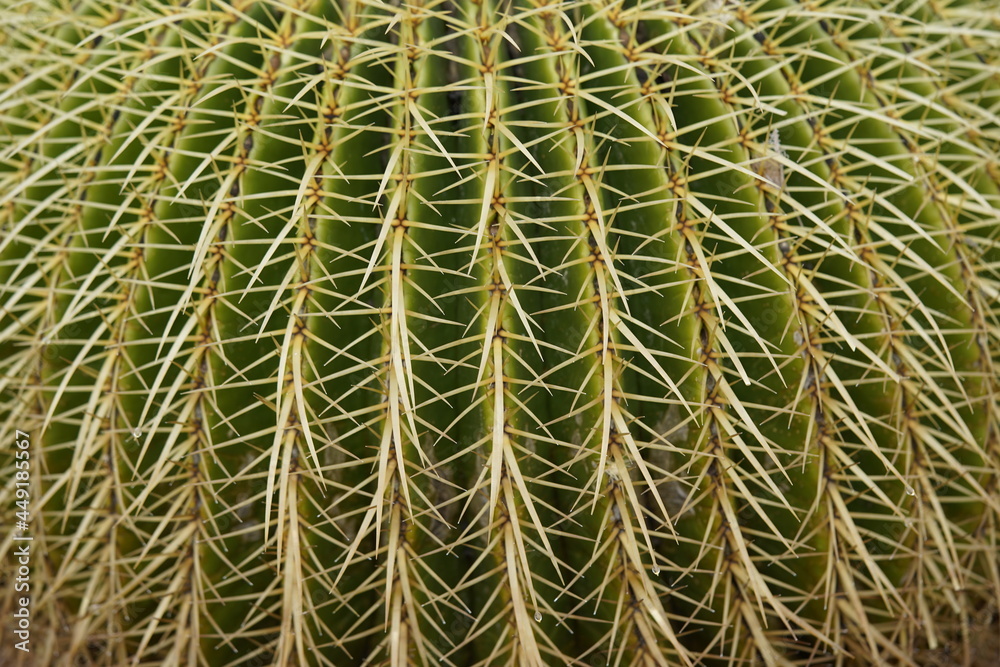 Echinocactus grusonii, popularly known as the golden barrel cactus, golden ball or mother-in-law's cushion, is a well known species of cactus, and is endemic to east-central Mexico. Echinocactus grusonii, popularly known as the golden barrel cactus, golden ball or mother-in-law's cushion, is a well known species of cactus, and is endemic to east-central Mexico.